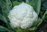 cauliflower.jpeg