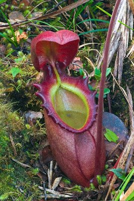 400px-Nepenthes_rajah_ASR_062007_tambu_borneo.jpg