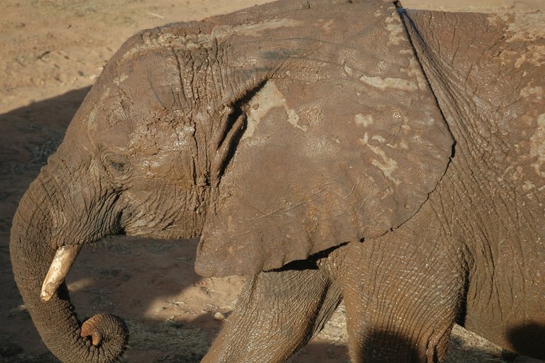 dswt-elephant.jpg