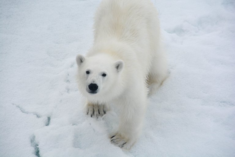 543 Norway : Svalbard : Hinlopenstretet (Hinlopen Strait) : Curious Cub.jpg