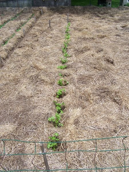 Small garden - celery replanted crop May 2018.jpg