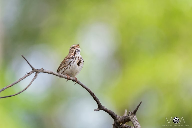 Song Sparrow.jpg