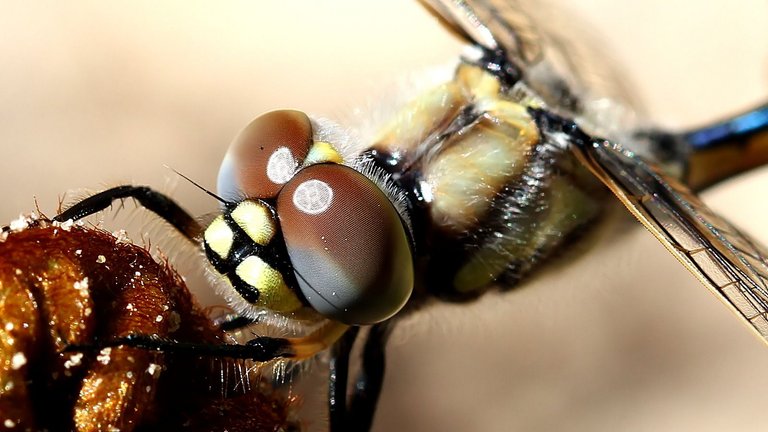 Hemicordulia tau Dragonfly n1 Narawntapu NP 2017-11-01.jpg