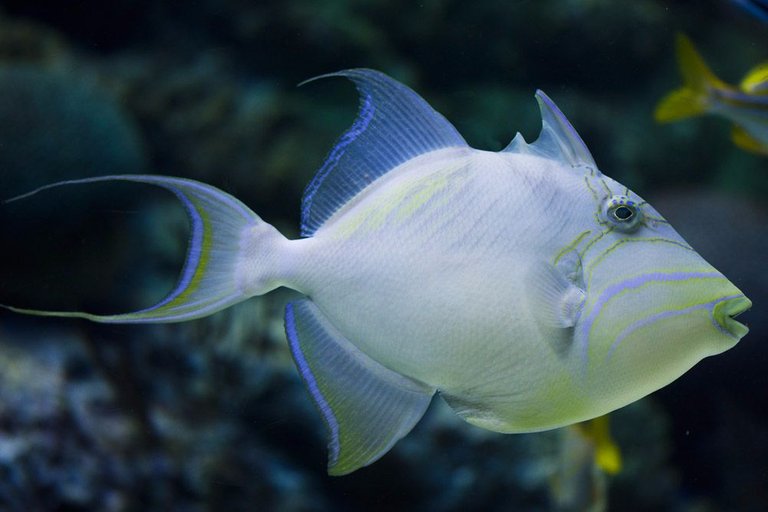 queen-triggerfish.jpg