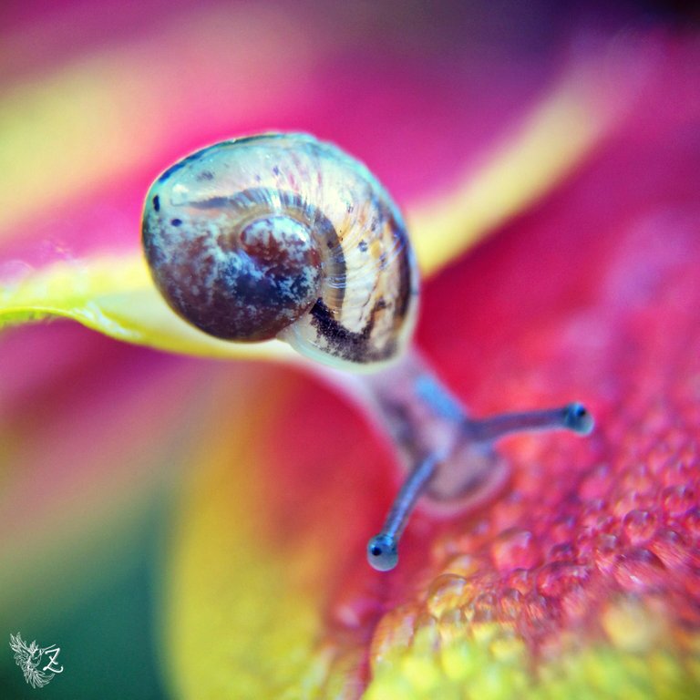 i-macro-63.jpg