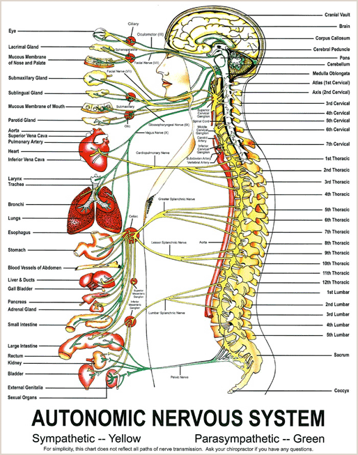 autonomic-nervous-system.png