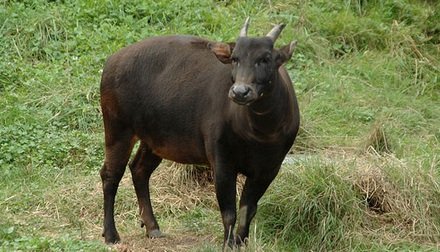 ANOA 02.jpg