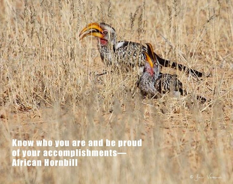 Inspirational Messages from the African Hornbill.jpg