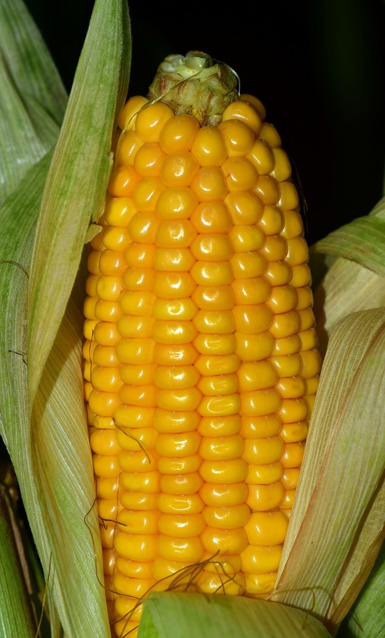 corn-2691381_1280.jpg