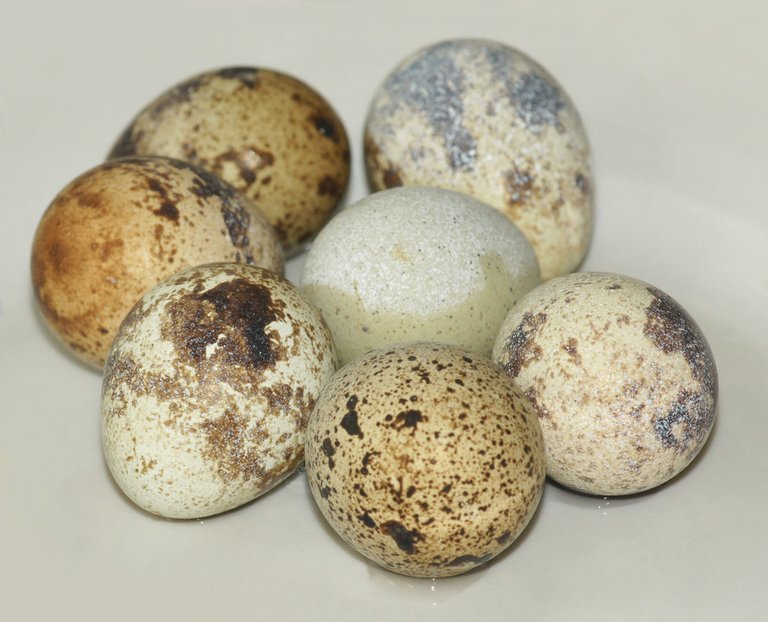 1200px-Common_Quail_eggs.jpg