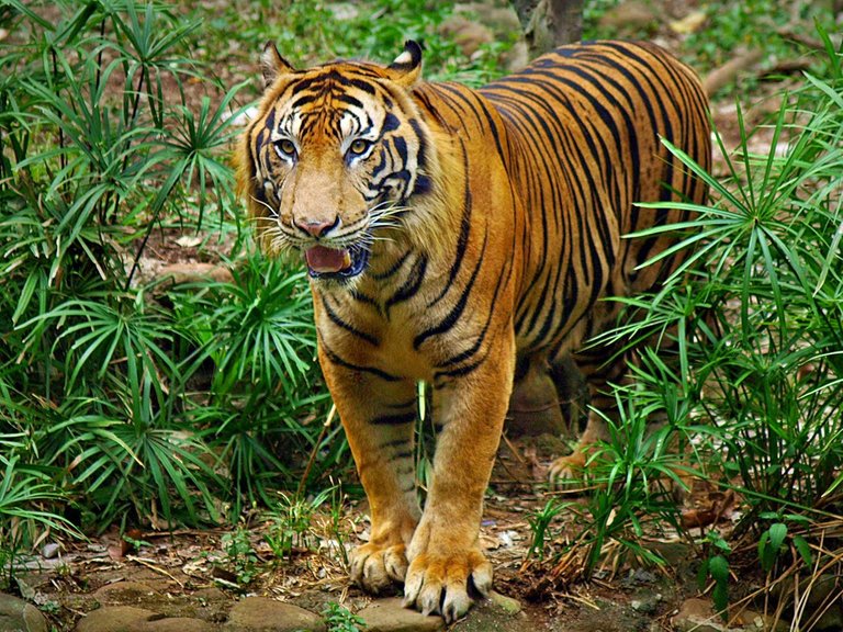 harimau.jpg