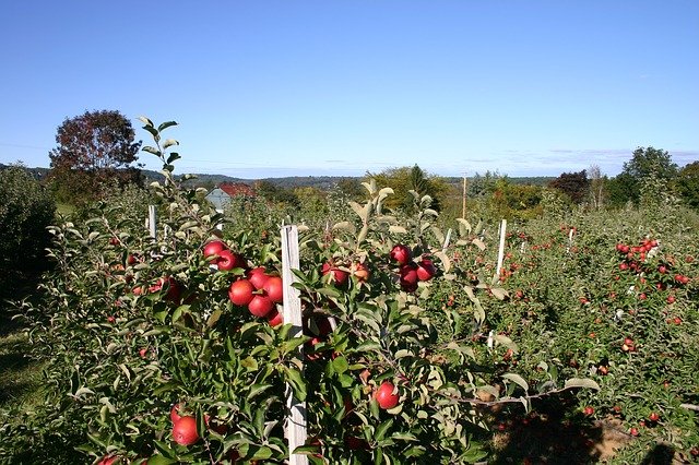 apple-orchard-apple-blossom-apple-tree-nature-tree.jpg