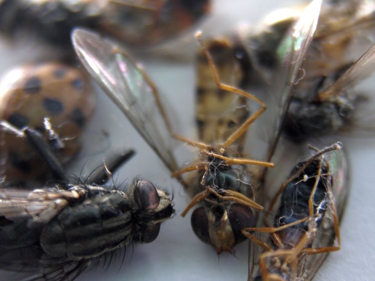 10452860360 - a selection of dead dried insects i found near.jpg