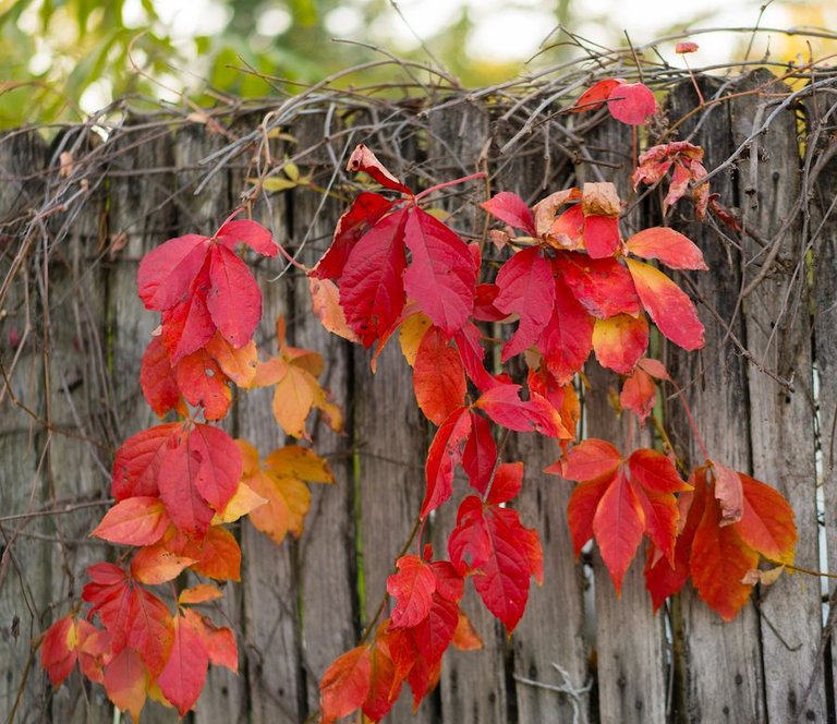 red-leaves.jpg