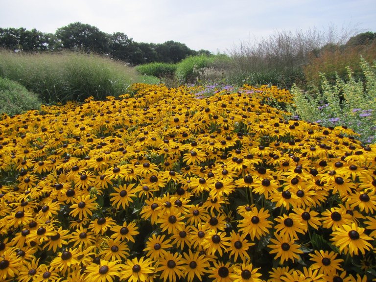 daisies and bees