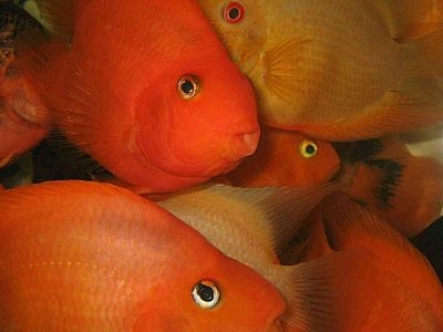 close-up-of-tropical-fishes.jpg