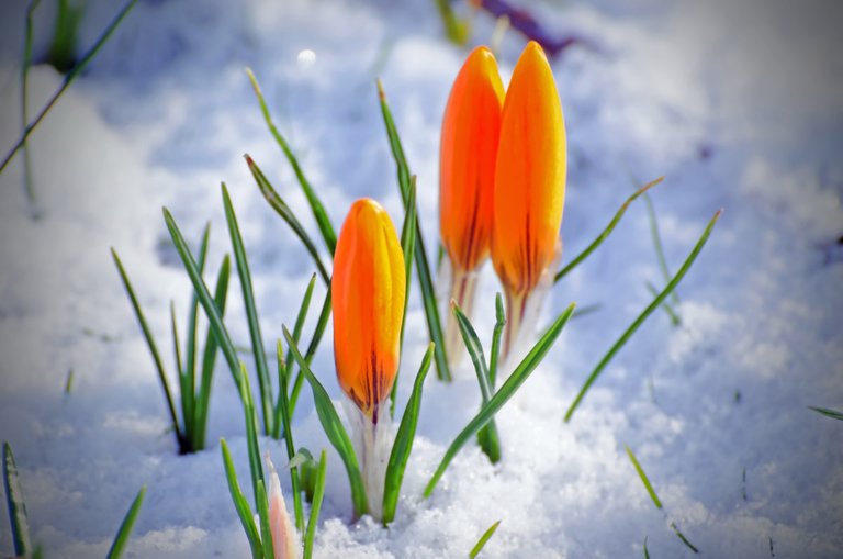 spring-flower-and-snow-1363001040O8n.jpg