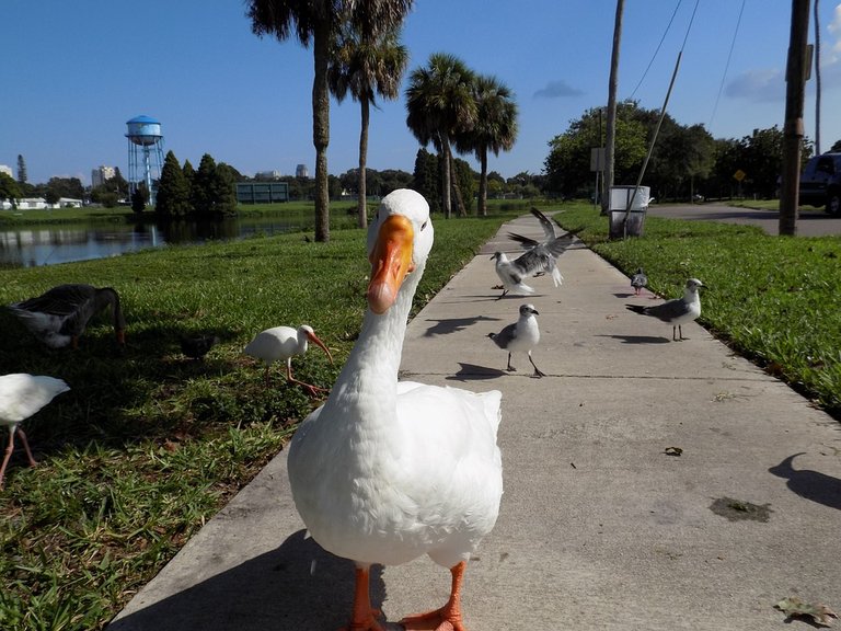 goose pictures.jpg