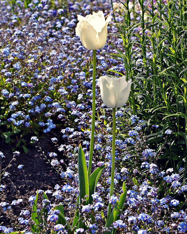 Two_Spring_Tulips_6316.JPG