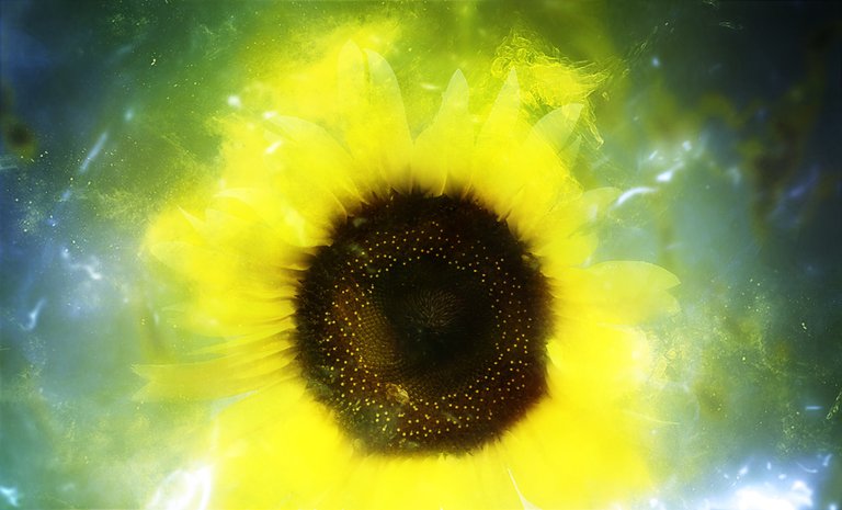 Sunflower8366.jpg