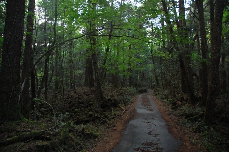 bosque-aokigahara-camino.jpg