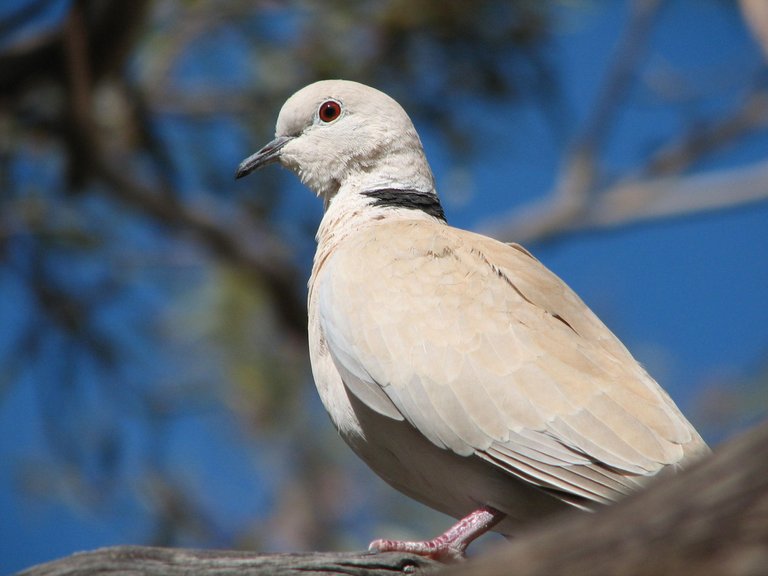 turtle-dove_collared_20080108_008.jpg