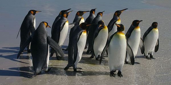 Endangered-Penguins-Get-Help.jpg