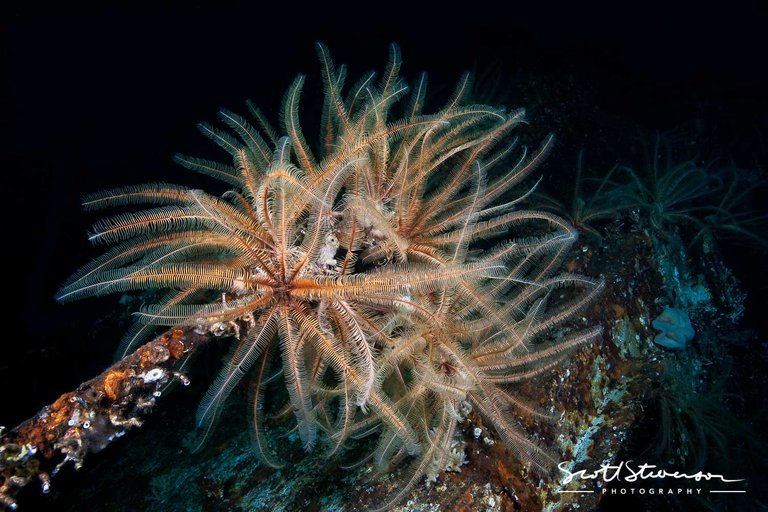 Feather Sea Star-1.jpg