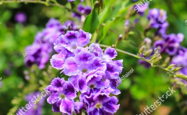 purple-blue-duranta-flower-duranta-erecta-stock-photo-174296003.jpg