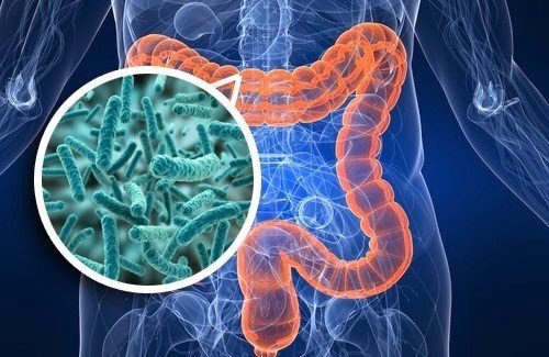 gut-microbiom.jpeg