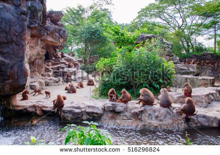 stock-photo-hamadryad-monkeys-family-are-sitting-on-the-stone-singapore-zoo-516296824.jpg