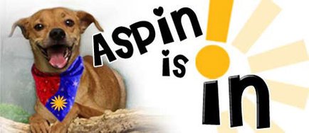 aspin1.jpg