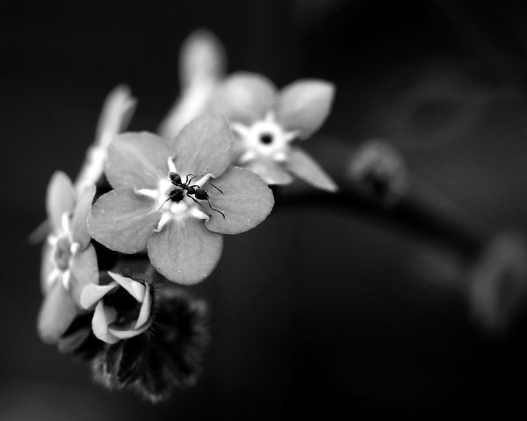 Fullerton_Arboretum_03.06.18_4U1A1912_BW_WEB.jpg