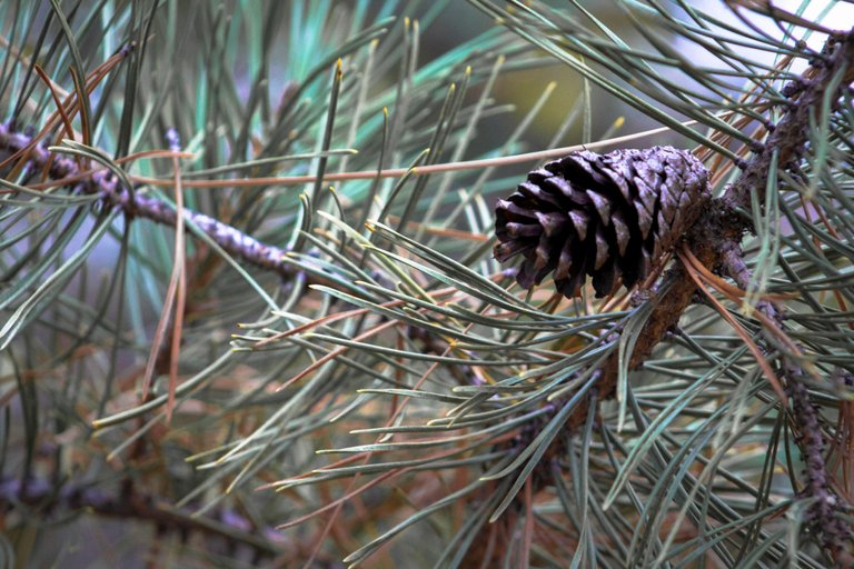 PineCone.jpg