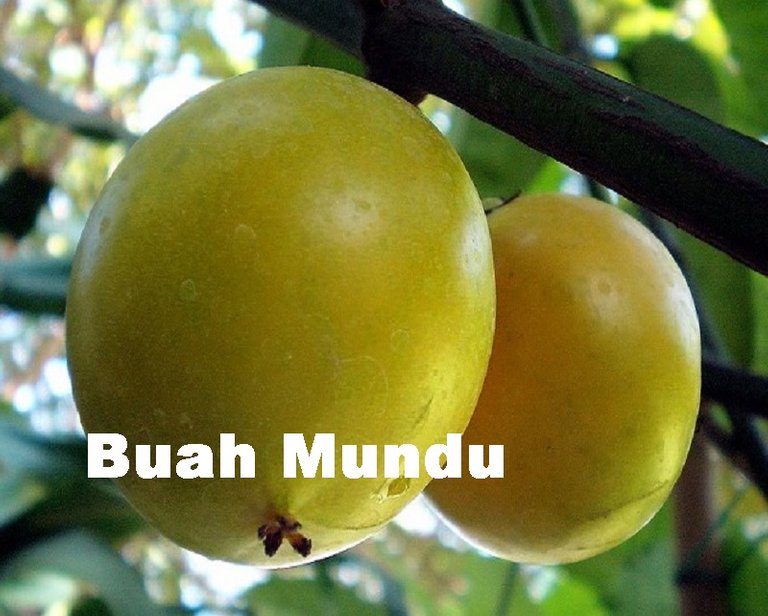 Buah-Mundu.jpg