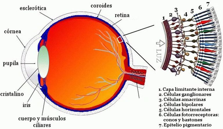 partes-ojo-retina-celulas.jpg