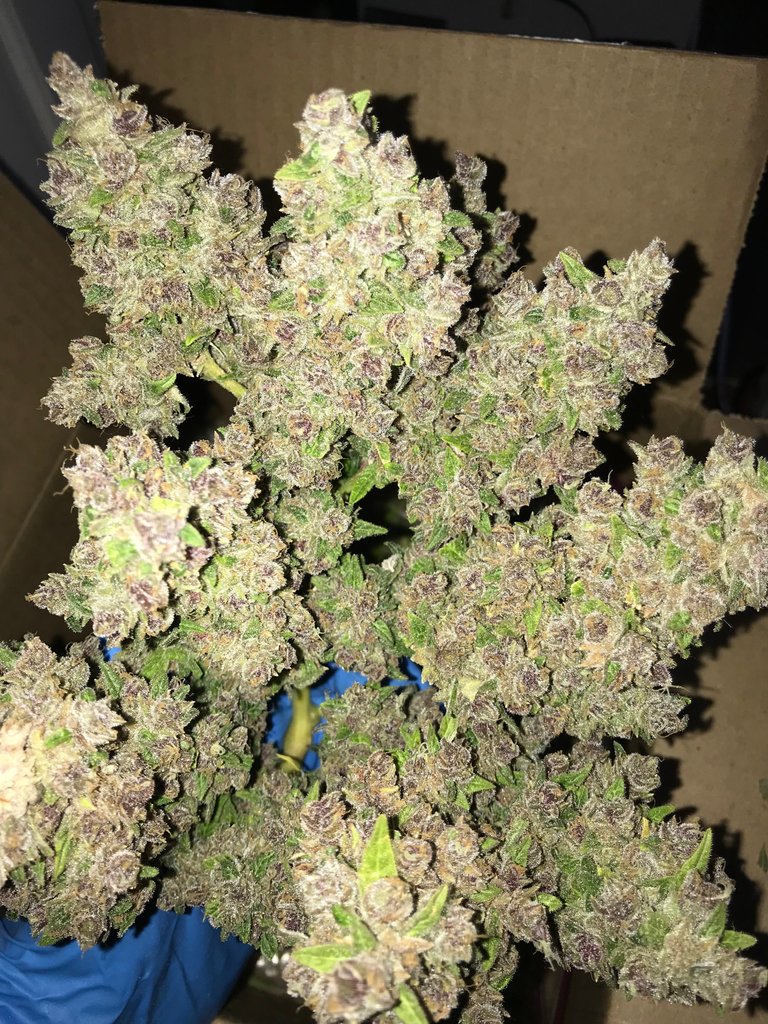 Blue dream bouquet .JPG