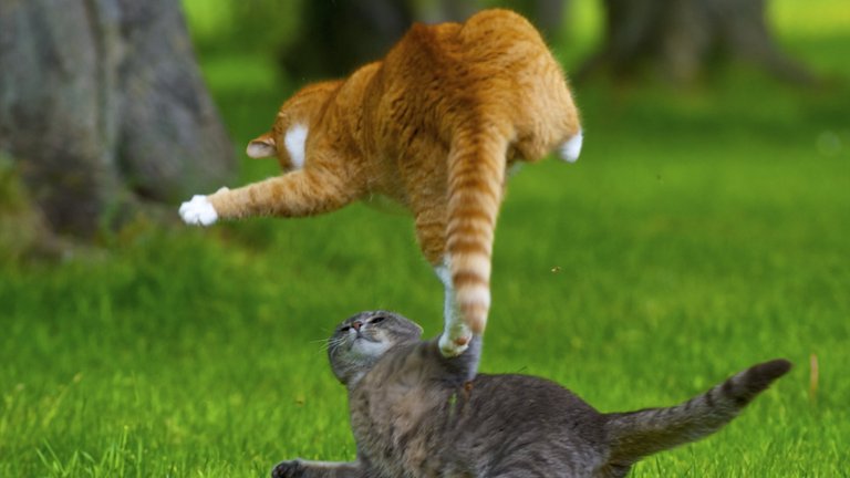 cats_kittens_playful_fight_grass_meadow_29352_1366x768.jpg