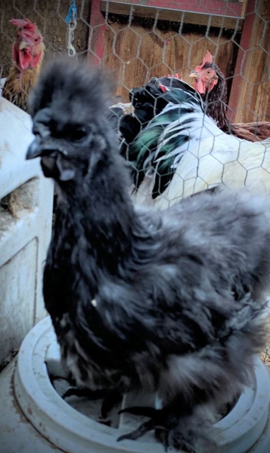 ready silkie.jpg