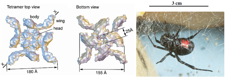 latrodoxin-1.PNG