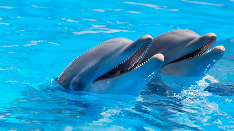 Two cute dolphins.jpeg