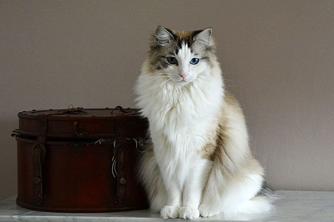 ragdoll-cats-kittens-1.jpg