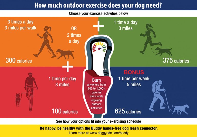 how-much-outdoor-exercise-does-your-dog-need_52950a3d4098c_w1500.jpg