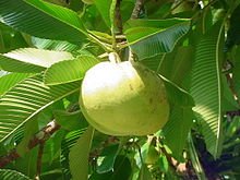 220px-Dillenia_indica_fruit.jpg