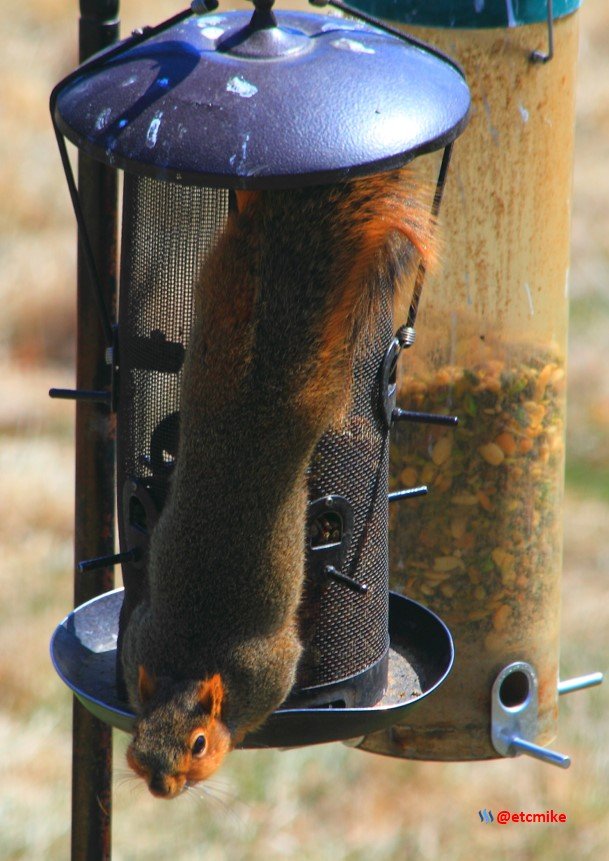 squirrel PFW22-sa0047.JPG