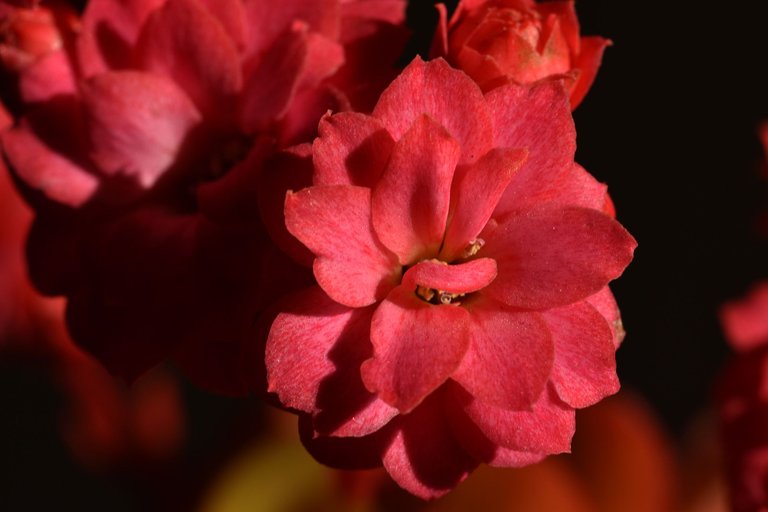 Kalanchoe blossfeldiana pink flower 1.jpg