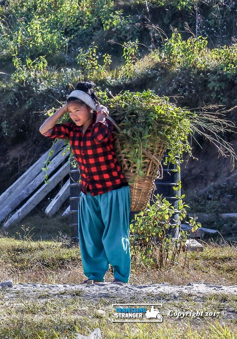 Young Nepali woman carrying fodder.jpg