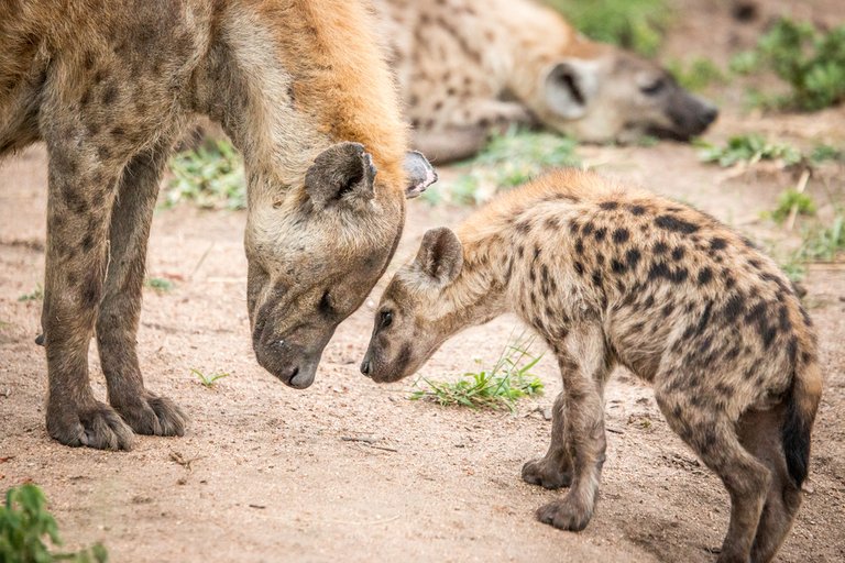 1. Hyenas.jpg