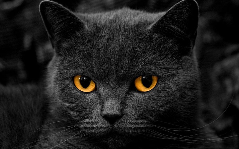 127028-black-cat-wallpaper-1920x1200-hd-1080p-825-2.jpg