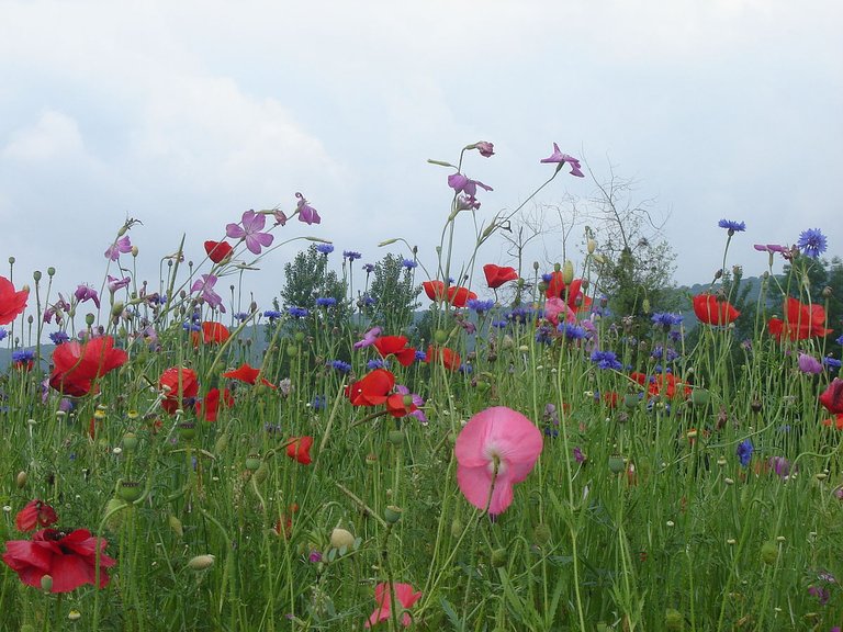 Coquelicots_bleuets_champagne_sur_loue_006.jpg